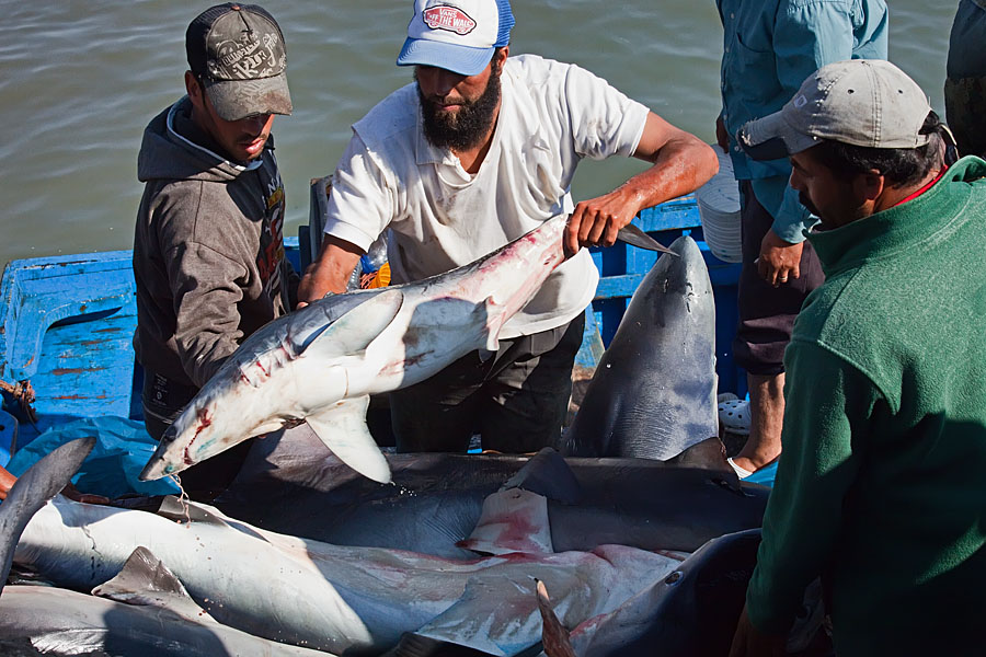  Bringing the sharks ashore   Essaouira   Morocco